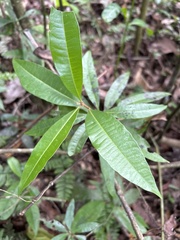 Byrsonima spicata