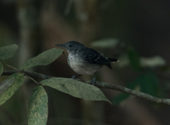 Hypocnemoides maculicauda