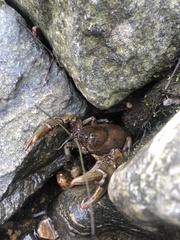 Cambarus bartonii