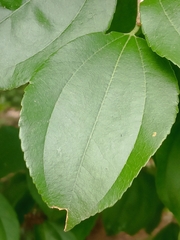 Sarcomphalus platyphyllus