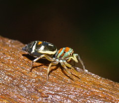Cosmophasis micarioides
