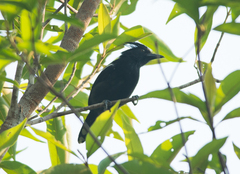 Sakesphorus luctuosus