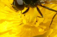 Cheilosia albitarsis