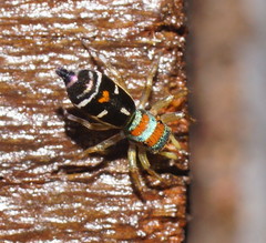 Cosmophasis micarioides