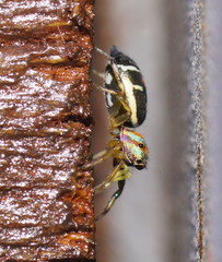 Cosmophasis micarioides