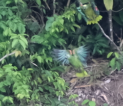 Amazona ochrocephala