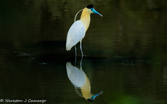 Pilherodius pileatus