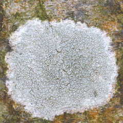 Lecanora carpinea