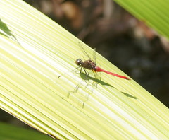 Orthetrum villosovittatum