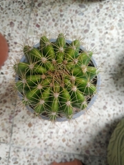 Echinopsis calochlora