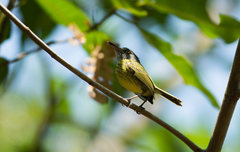 Todirostrum maculatum