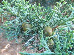 Juniperus phoenicea