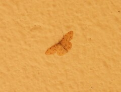 Idaea camparia