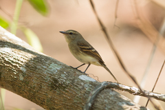 Cnemotriccus fuscatus