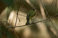 Poecilotriccus latirostris