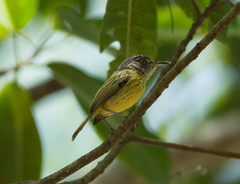 Todirostrum maculatum