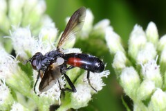 Cylindromyia interrupta