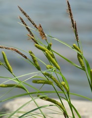 Carex acuta