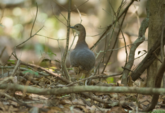 Crypturellus undulatus