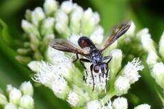 Cylindromyia interrupta