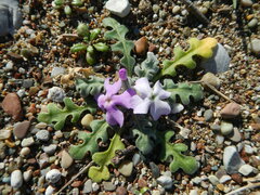 Matthiola tricuspidata