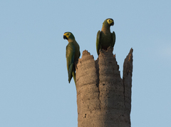 Orthopsittaca manilatus