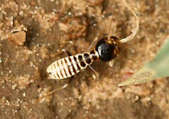 Hodotermes mossambicus