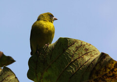 Crithagra citrinelloides