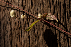 Alternanthera brasiliana