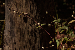 Alternanthera brasiliana