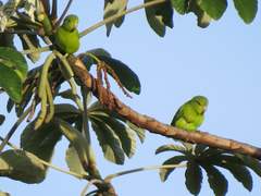 Forpus xanthopterygius