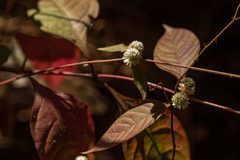 Alternanthera brasiliana