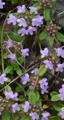 Thymus serpyllum
