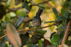 Campylorhynchus turdinus