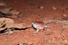 Physalaemus nattereri