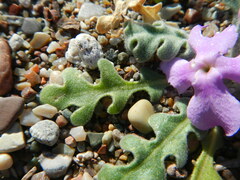 Matthiola tricuspidata