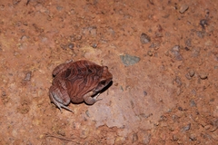 Physalaemus nattereri