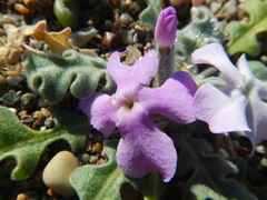 Matthiola tricuspidata