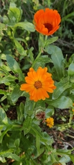 Calendula officinalis