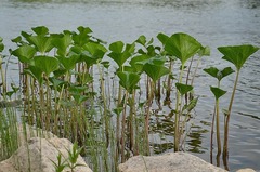 Petasites radiatus