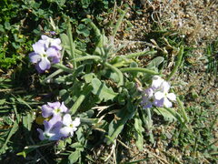 Matthiola tricuspidata