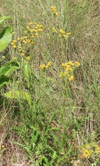 Nidorella pinnata