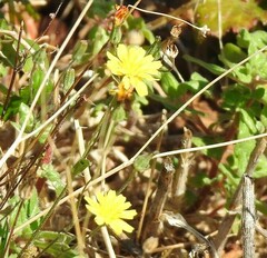 Crepis capillaris