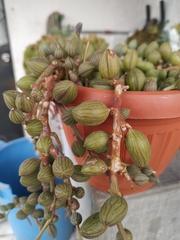 Curio rowleyanus