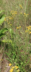 Nidorella pinnata
