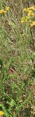 Nidorella pinnata