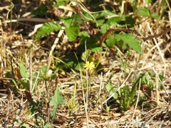 Rubus ulmifolius