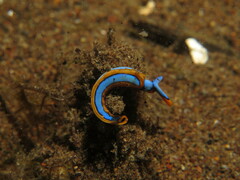 Thuridilla lineolata