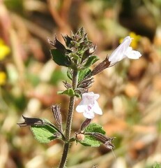 Clinopodium nepeta