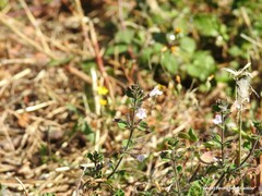 Clinopodium nepeta